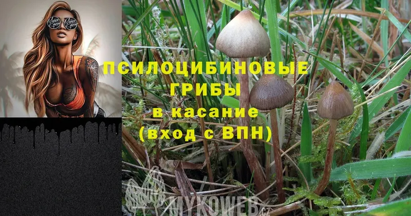 наркошоп  площадка как зайти  мега ссылка  Галлюциногенные грибы Psilocybine cubensis  Лесной 